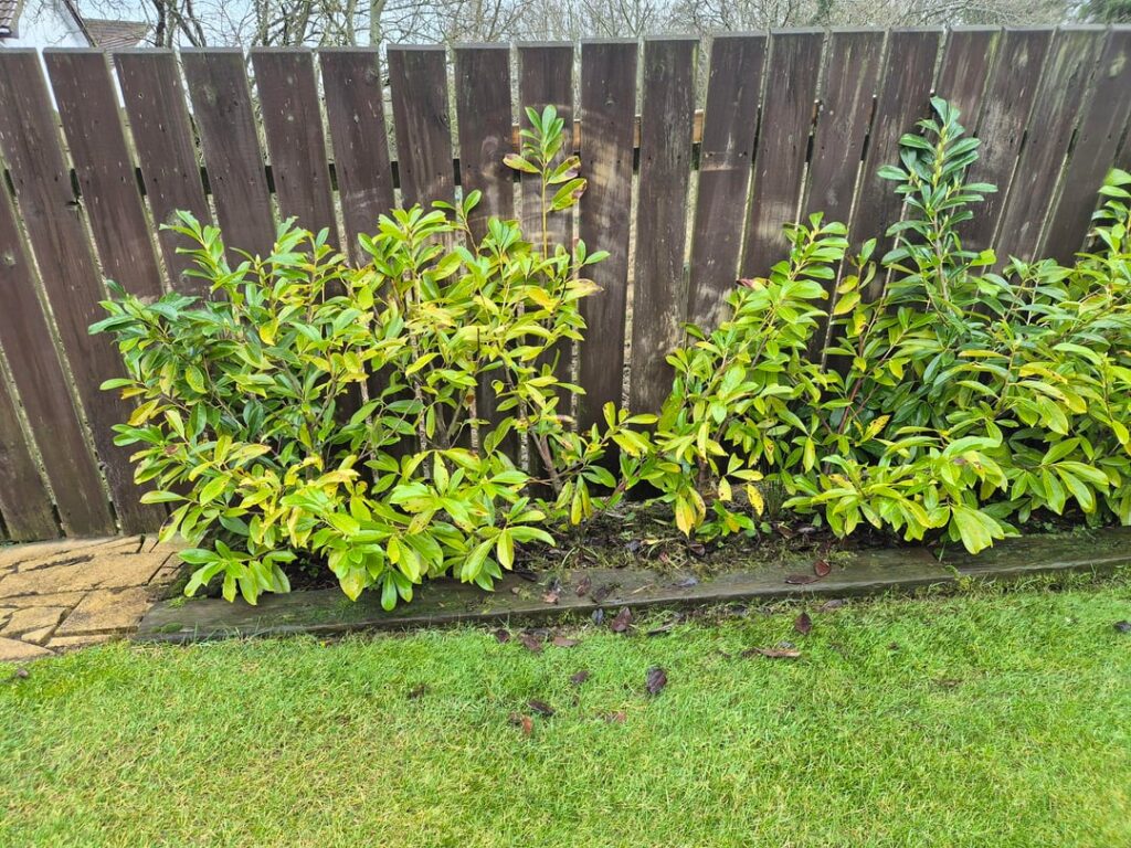 Cherry laurel barely growing