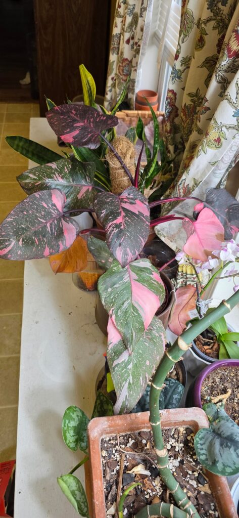 Pink Princess Pink Princess