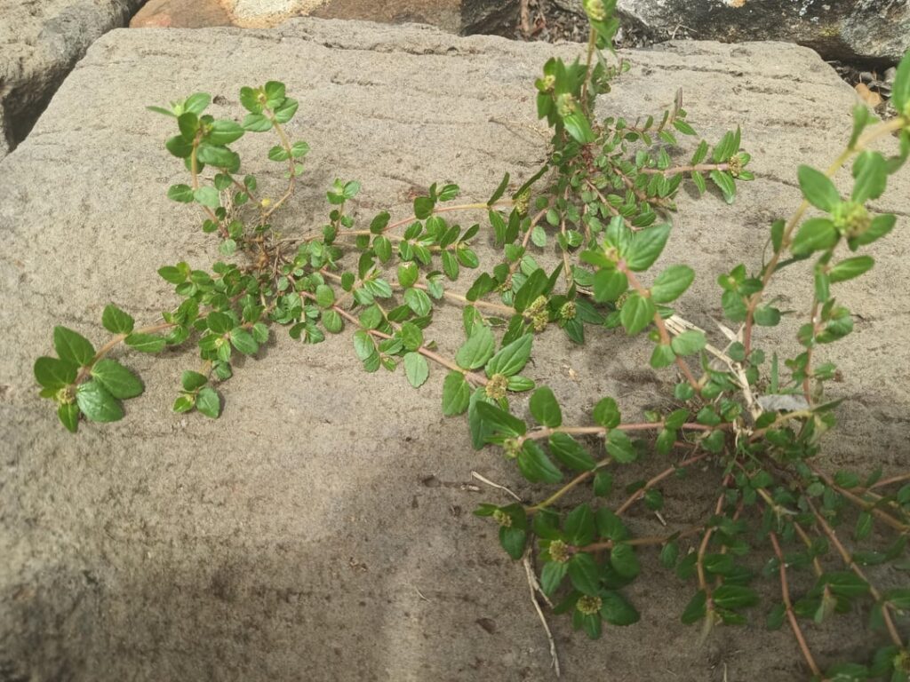 Weed ID and solution PLEASE!!