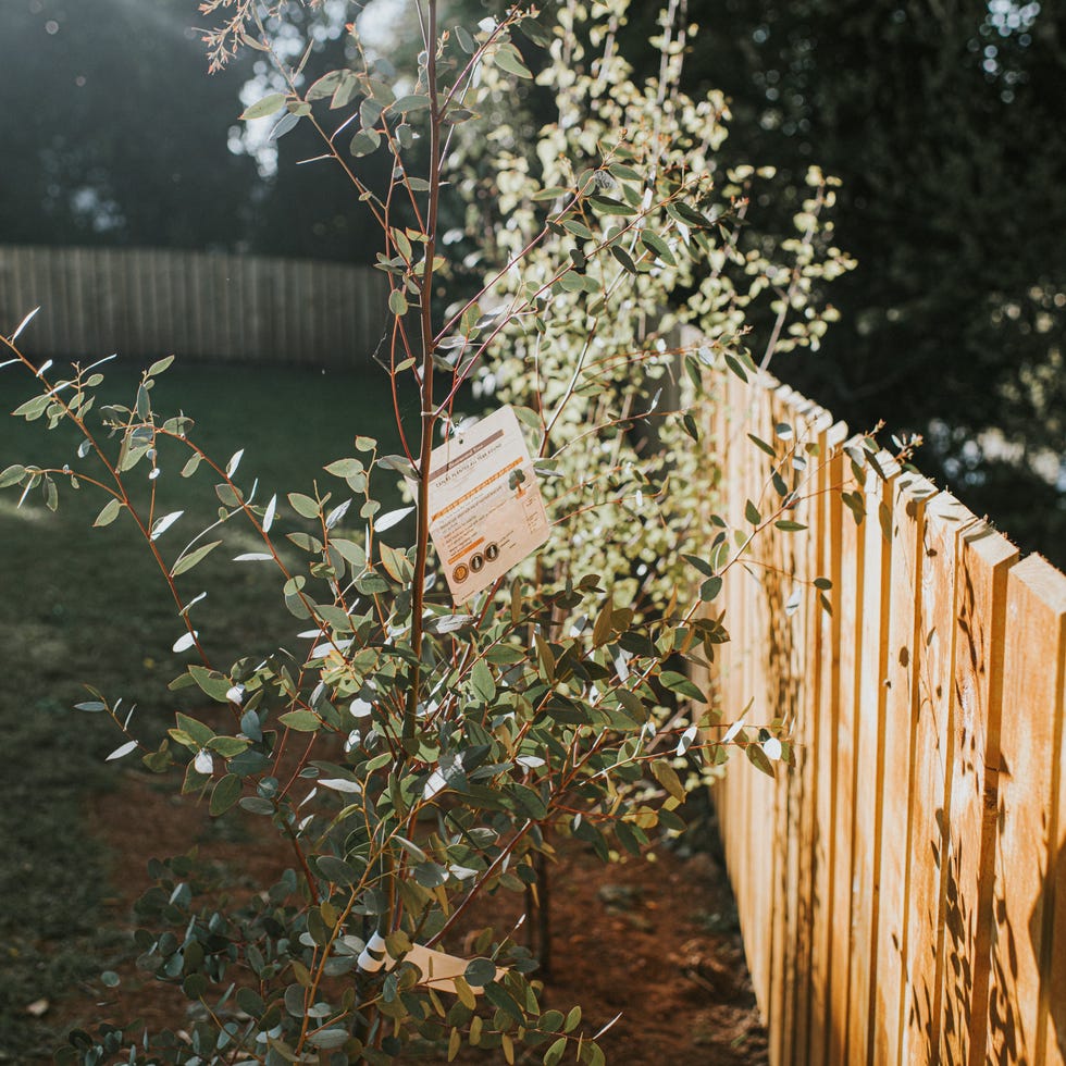 a new eucalyptus sapling, still holding it's label, has been bought and planted in a garden against a fence.