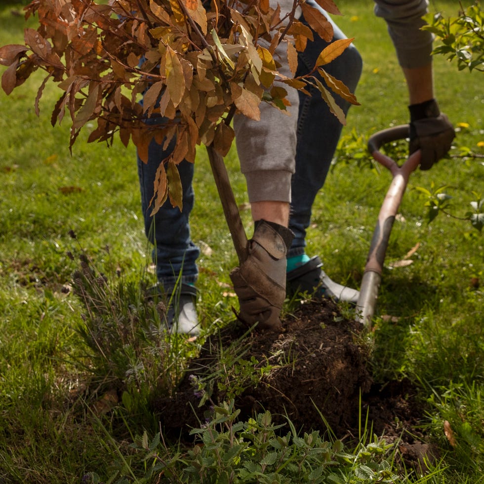 individual planting a tree in a garden