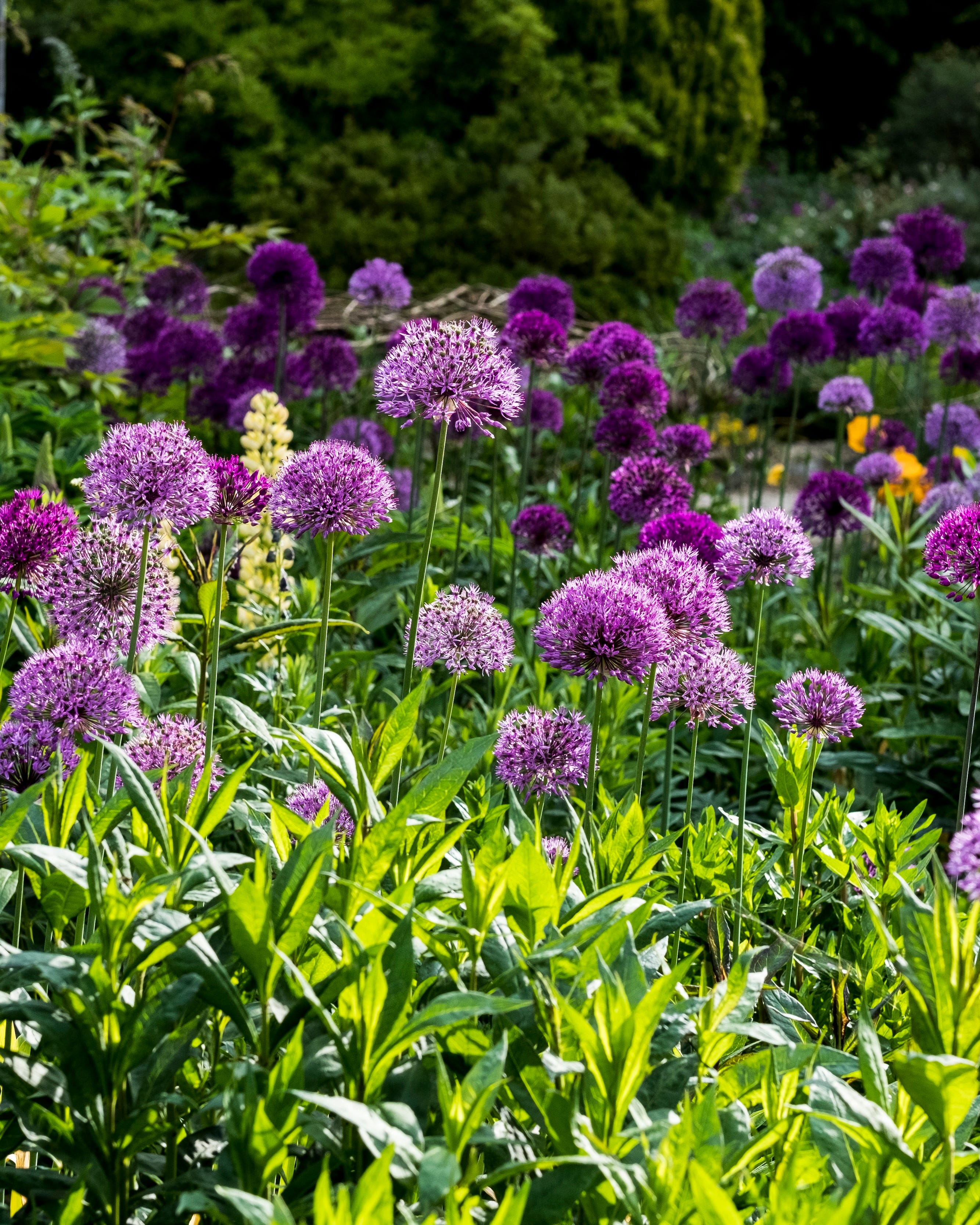 close up of bed pink and purple alliums with lush green foliage.