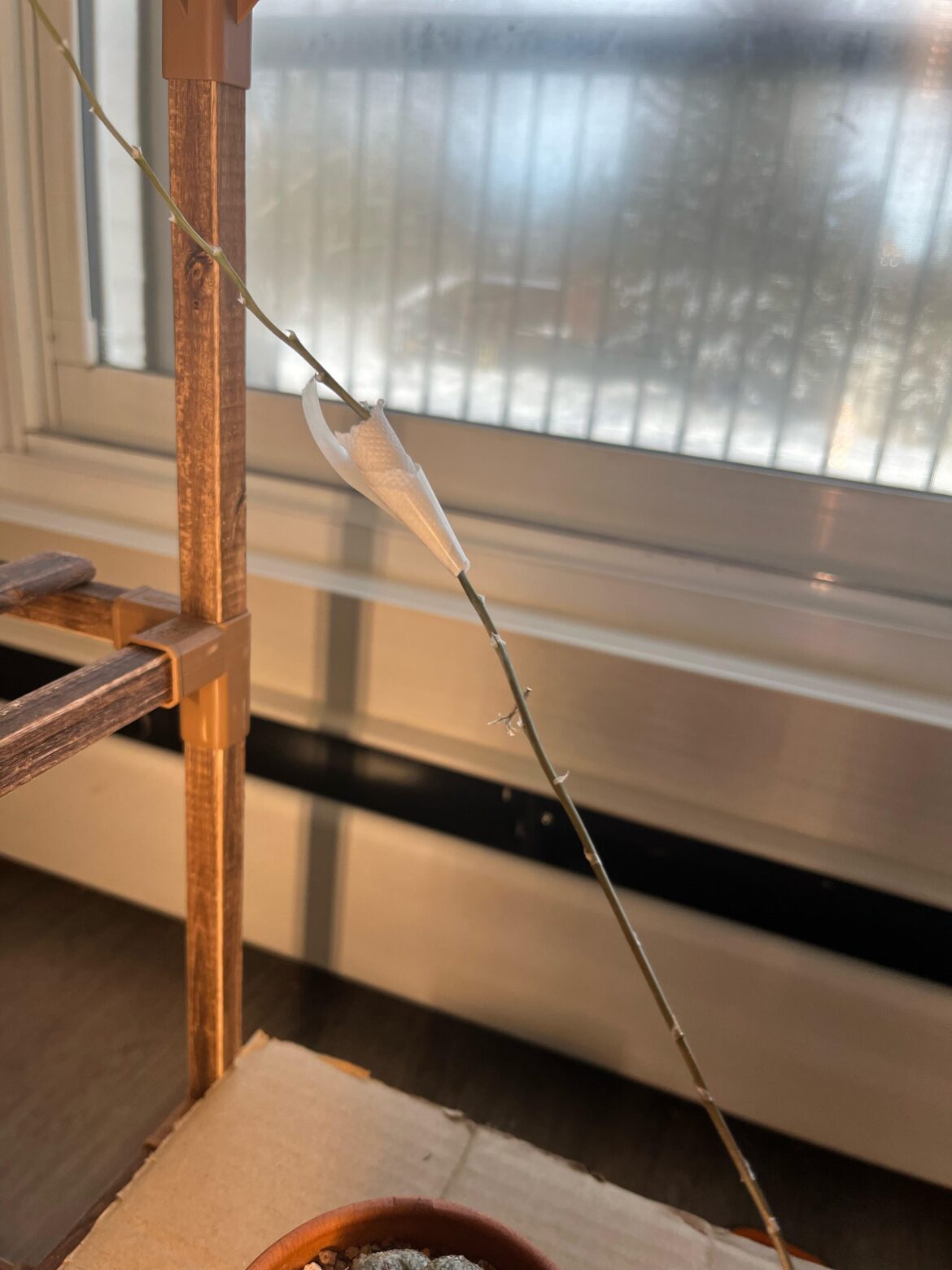 Is wrapping my seed pod like this ok?