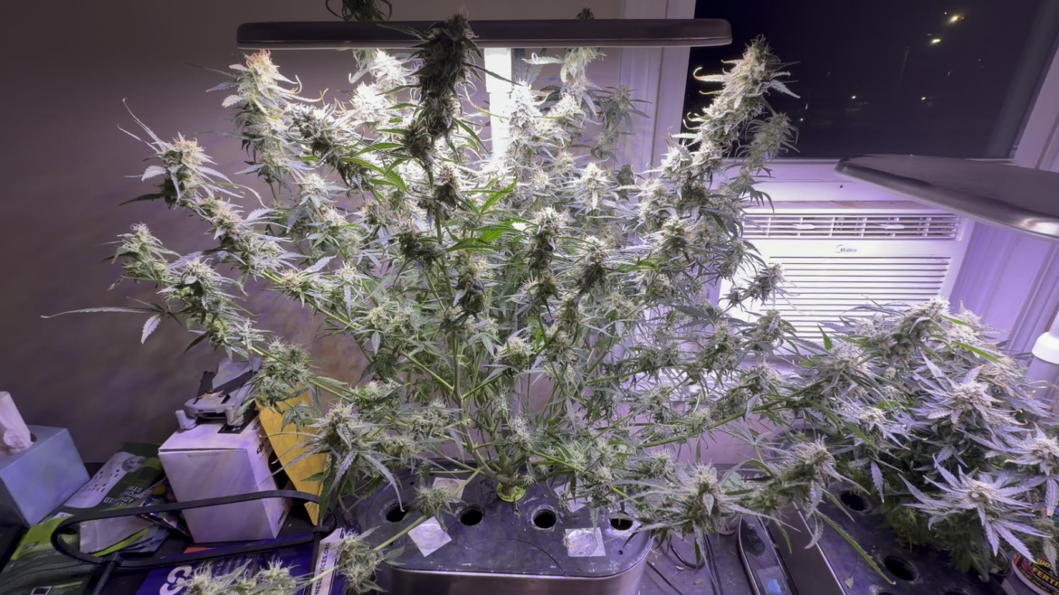 White Widow and Alaskan Thunderfuck in AeroGarden(50w)