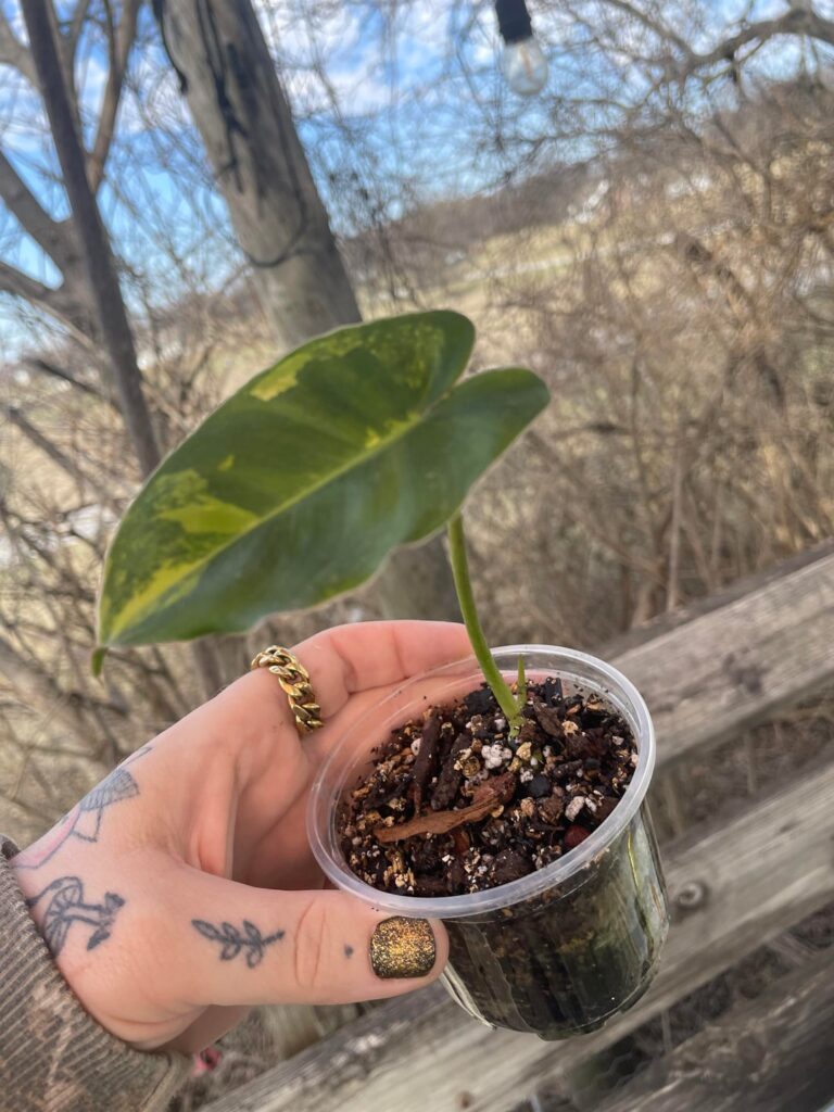 Accidentally cut a single leaf node on my PBM. Does it still have a chance?