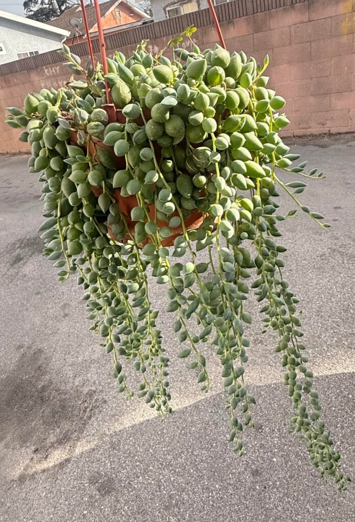 My new string of raindrops! Why is this one cheaper than a string of pearls? It's gorgeous :)