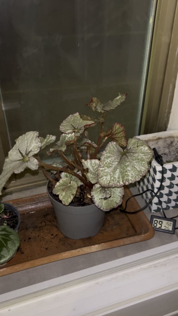 Ho comprato questa begonia per 2€ ma non so cosa sia :( Ho comprato questa begonia per 2€ ma non so cosa sia :(