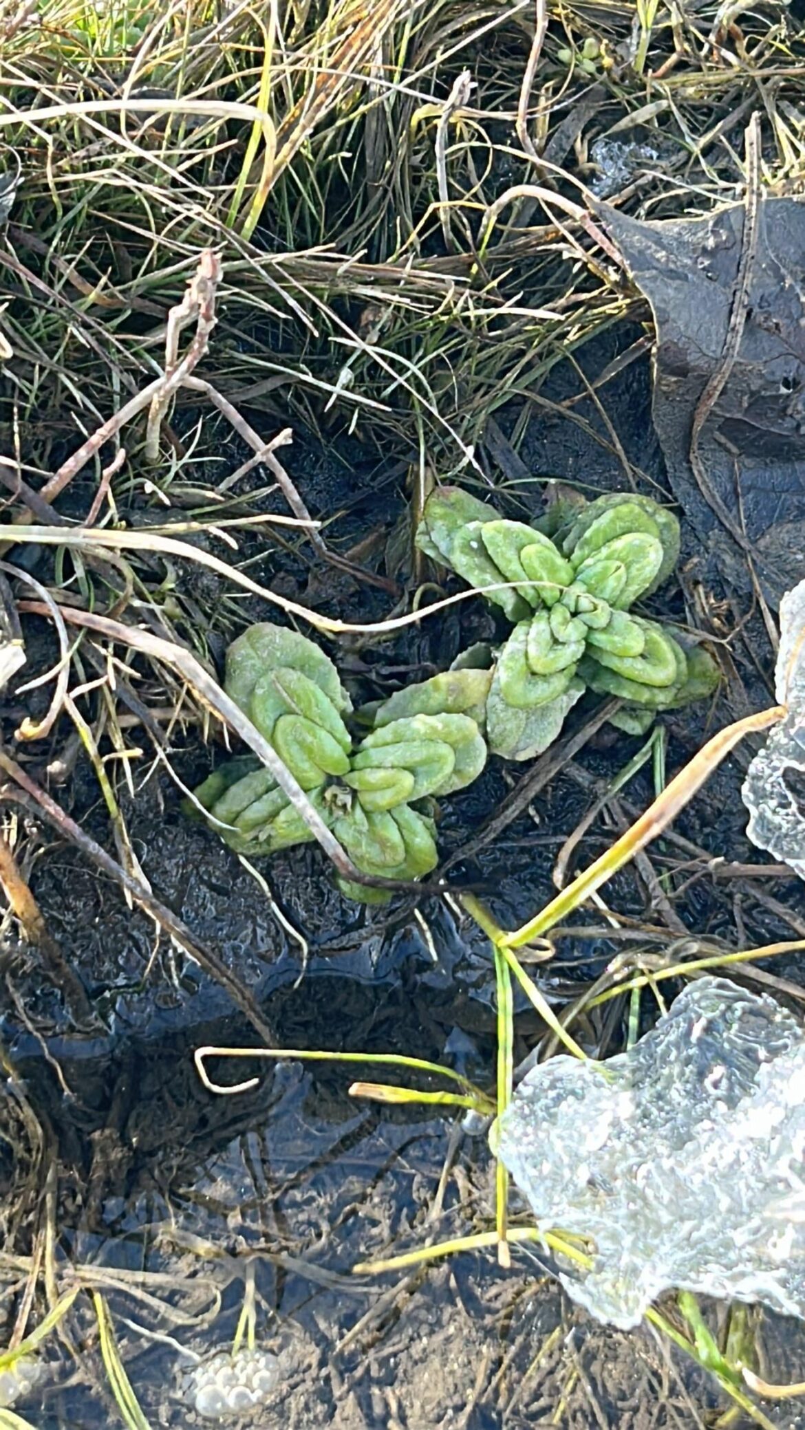 First Sprouts; mint or other?