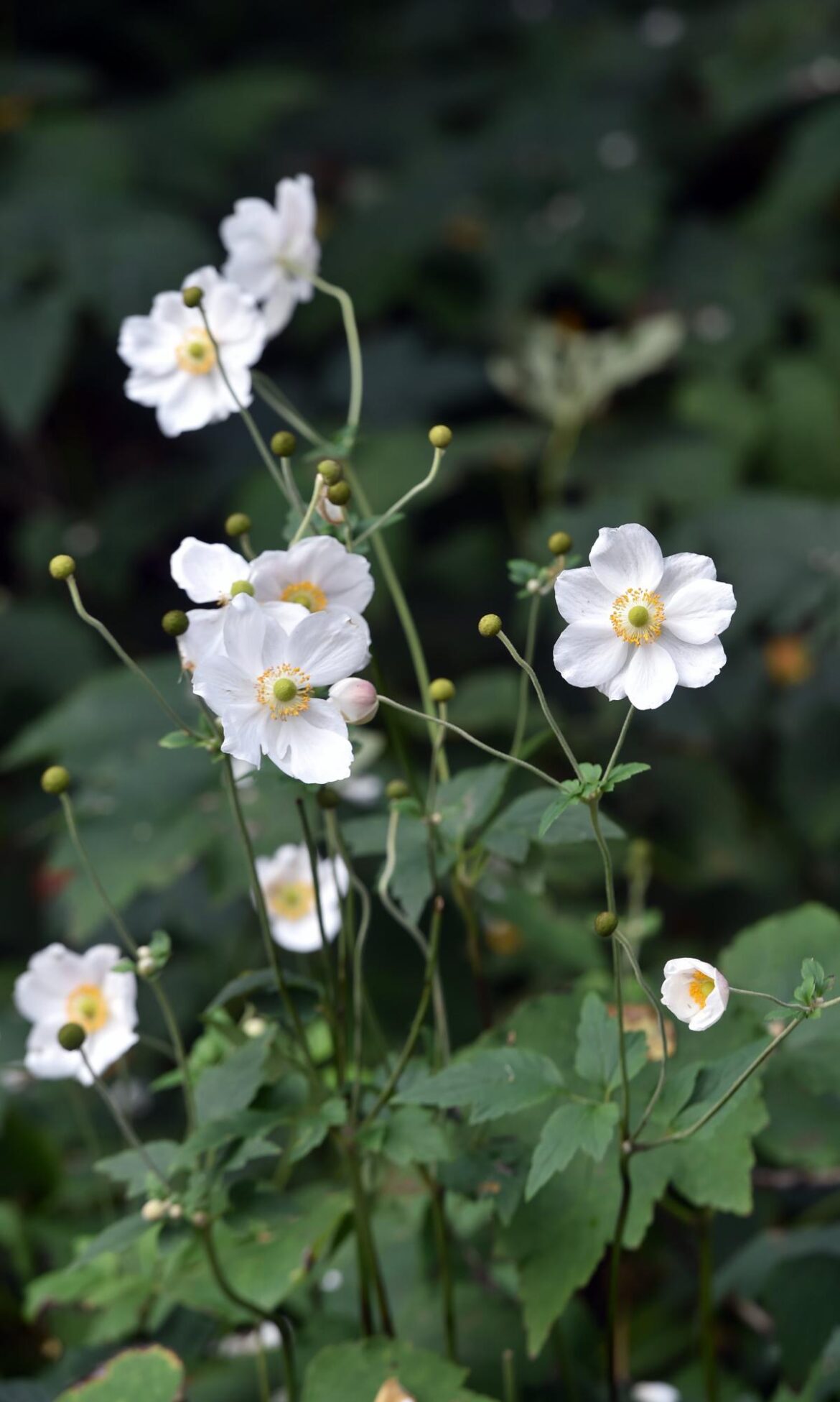 Your Garden | Otago Daily Times Online News