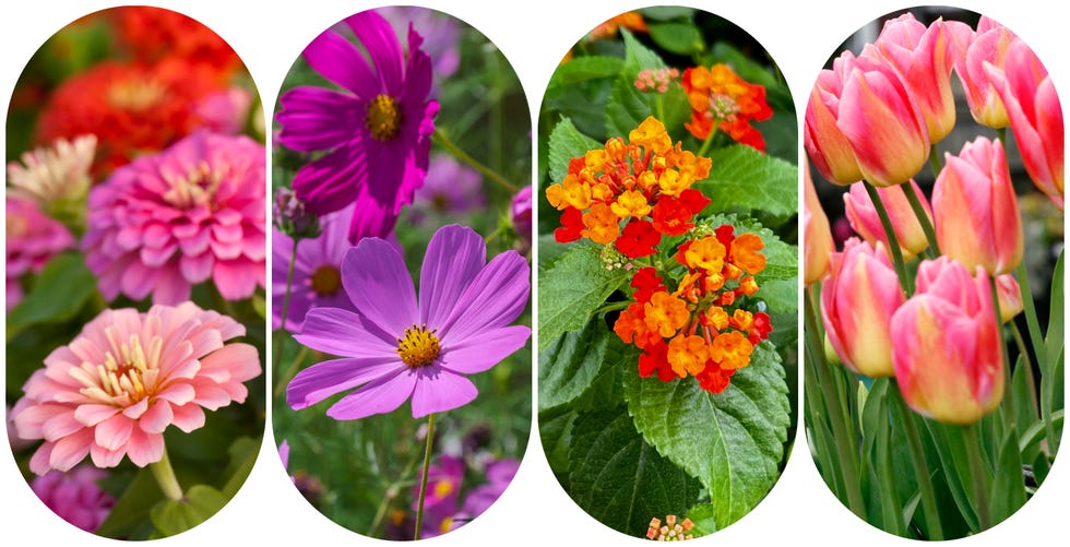 Annuals and bulbs for a west-facing garden annuals and bulbs, zinnias, cosmos, lantanas, tulips