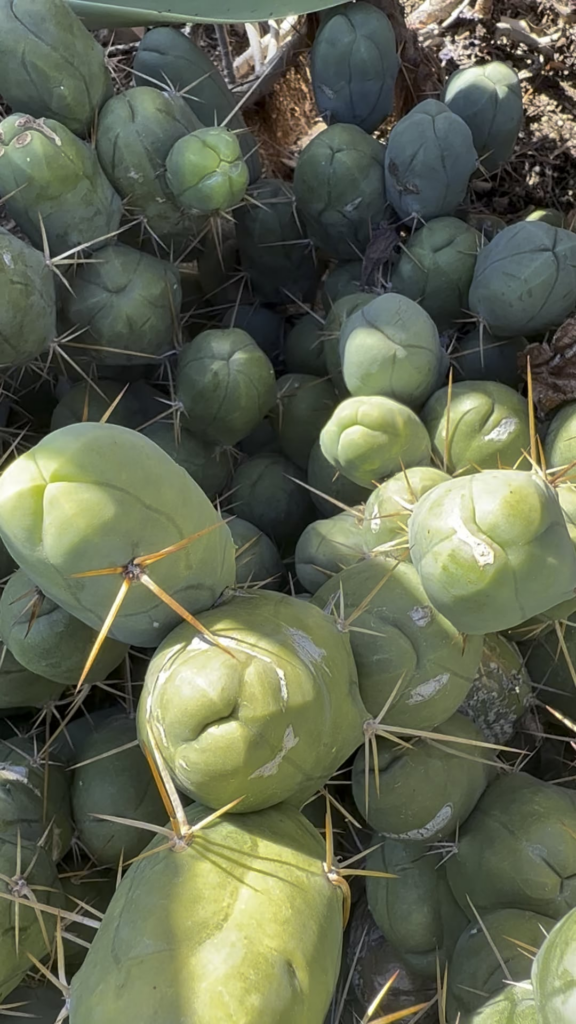 SKYNET killed your Cactus !