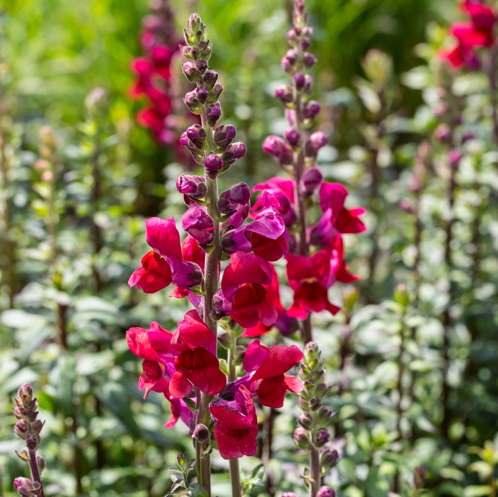 pink snapdragon in garden