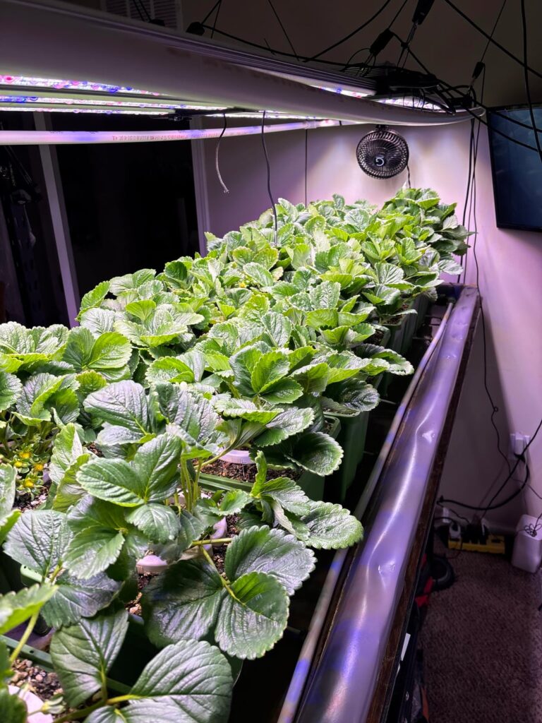 Photo dump… Cabrillo Strawberry 🍓 Day 84 … 1st wave fruits.