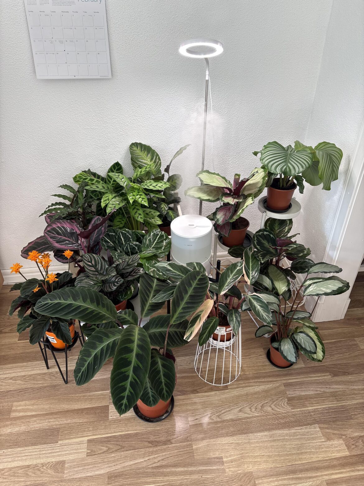 When do I know if they like it here or not?