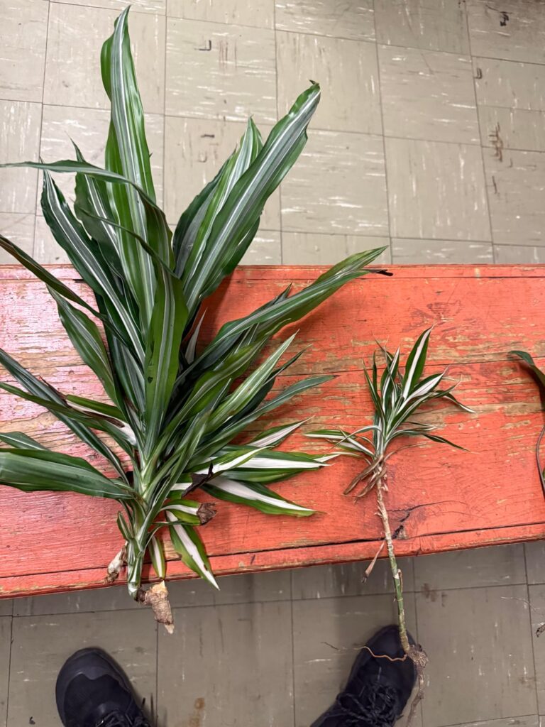 Cut/pulled these off some plants someone was throwing out. Best way to propagate them? And any ID help?