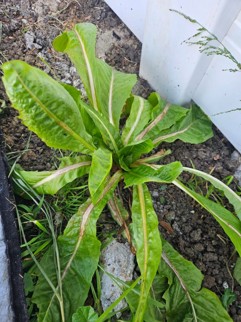 I have a few bonus plants that I need to identify to determine whether friend or foe. Los angeles.