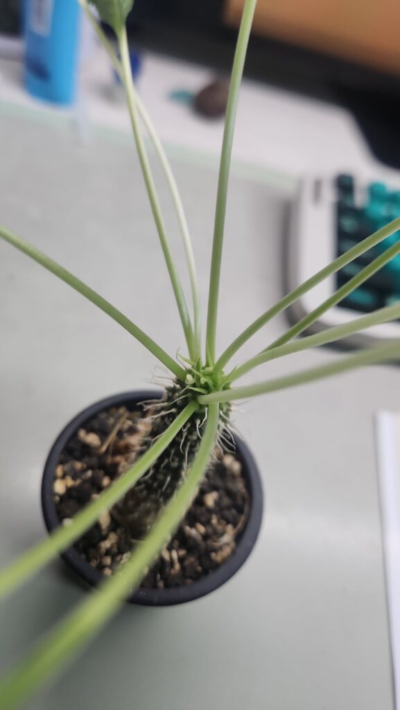 What dorstenia specie is this??