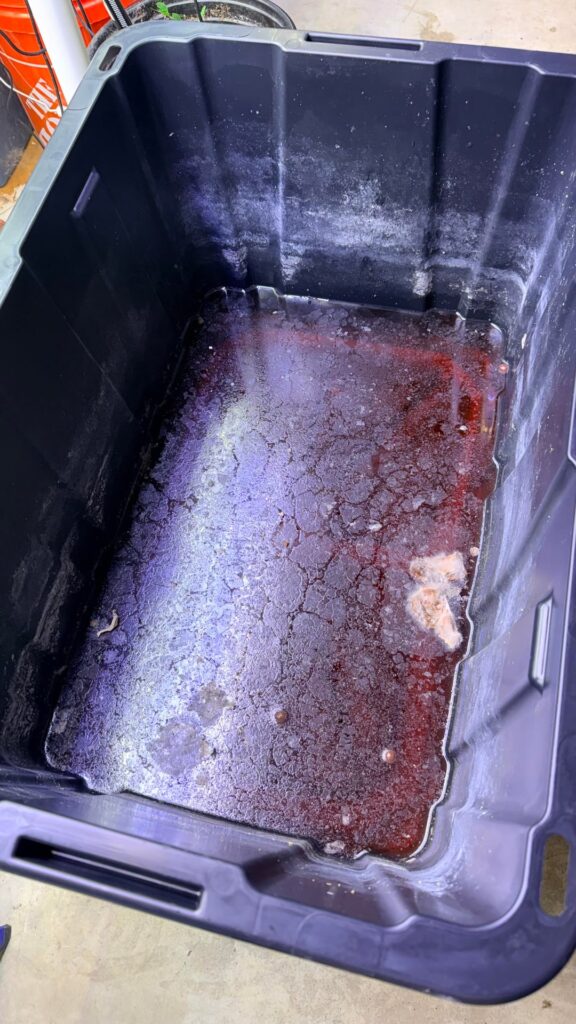 Cabbage Kratky Cabbage Kratky