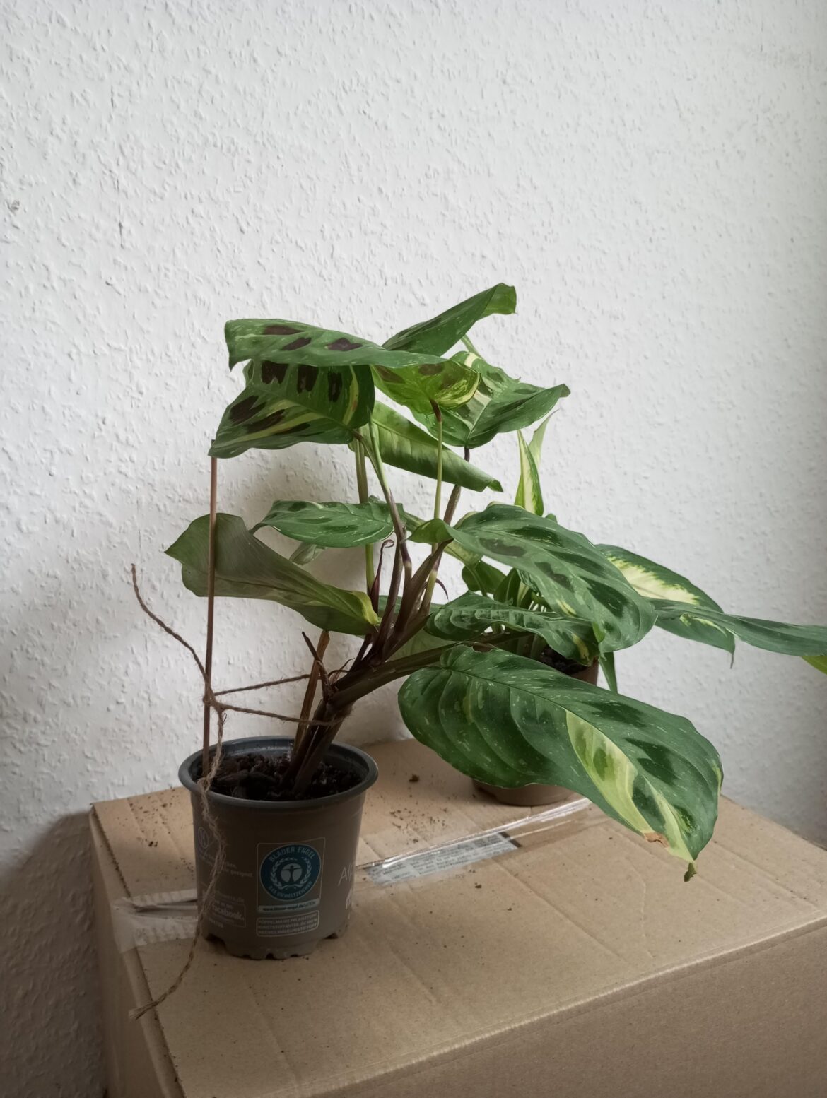 Can I tie my maranta like this or should I let it hang?