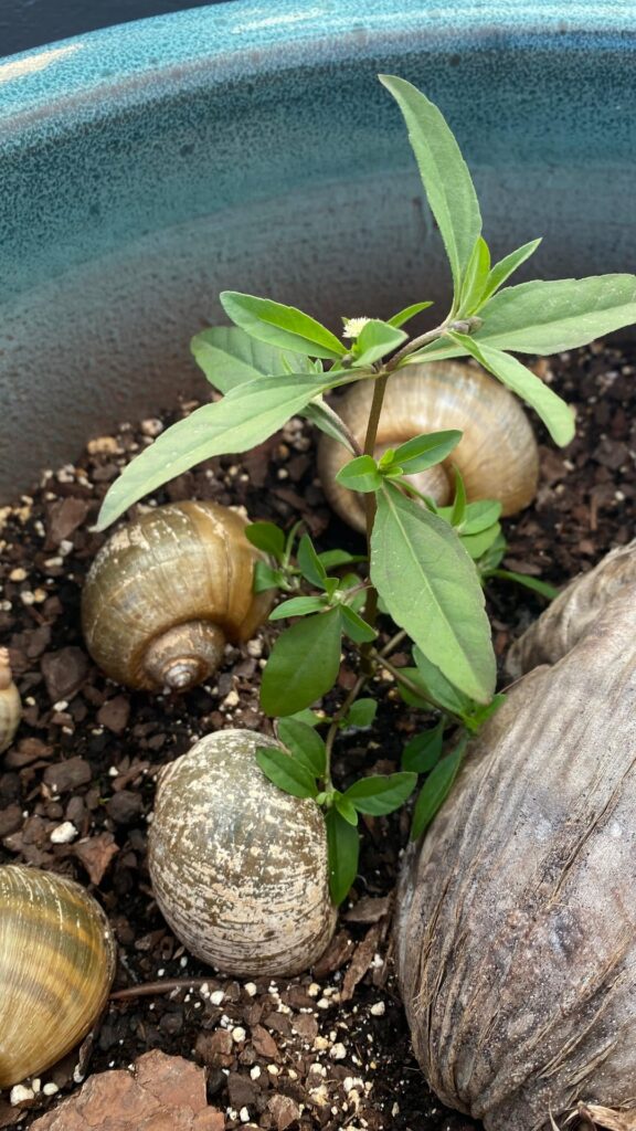 What are these plants growing in my coconut pots? -Florida.