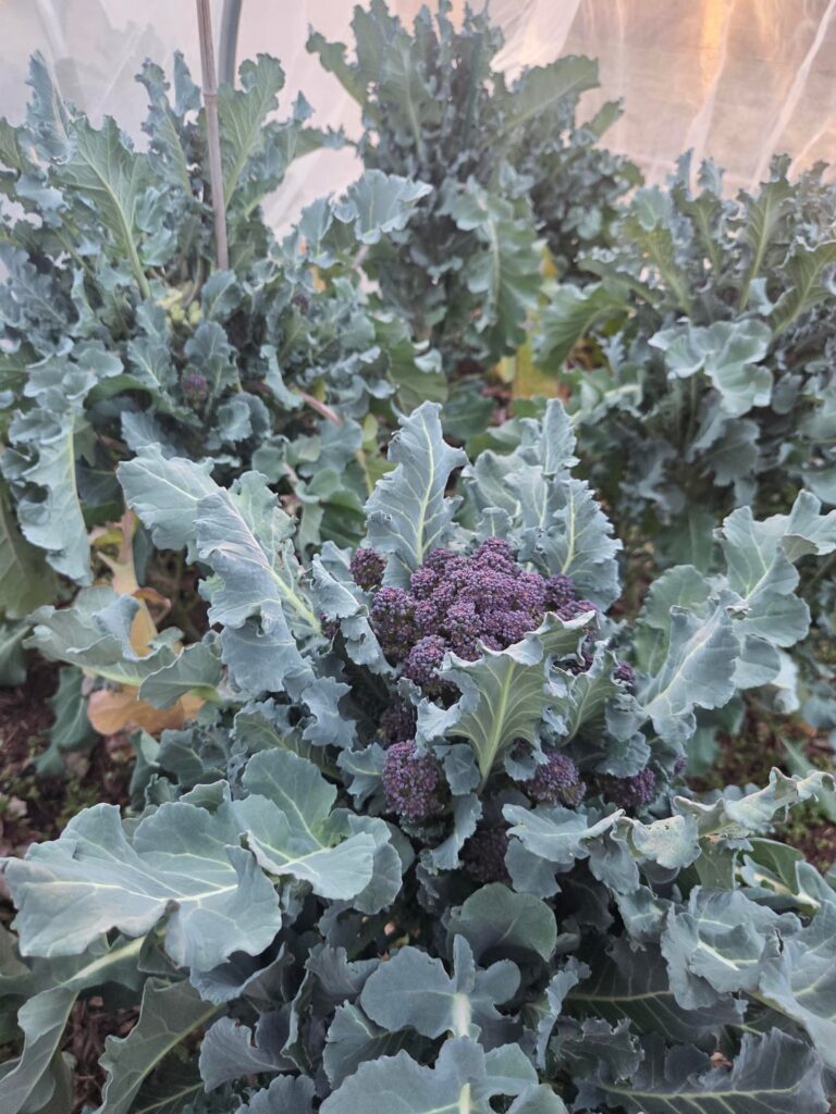 Long awaited overwintered purple sprouting broccoli