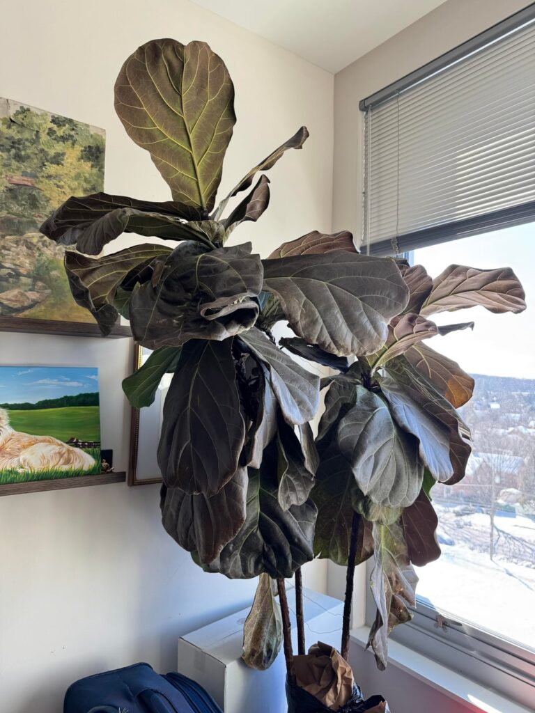 Fiddle Leaf Fig -turned brown in 2 days Fiddle Leaf Fig -turned brown in 2 days