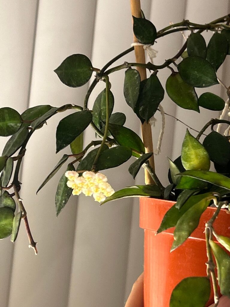 She must be my Valentine for this gift of blooms