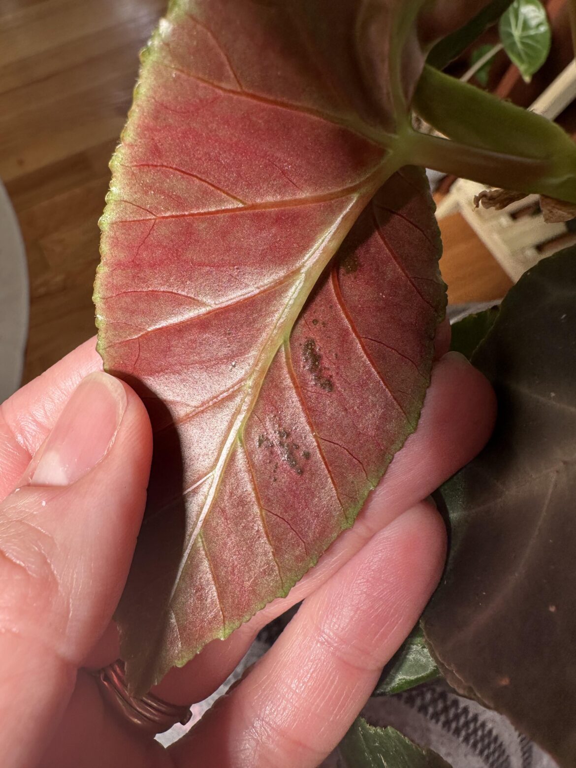 What’s this on my angularis?