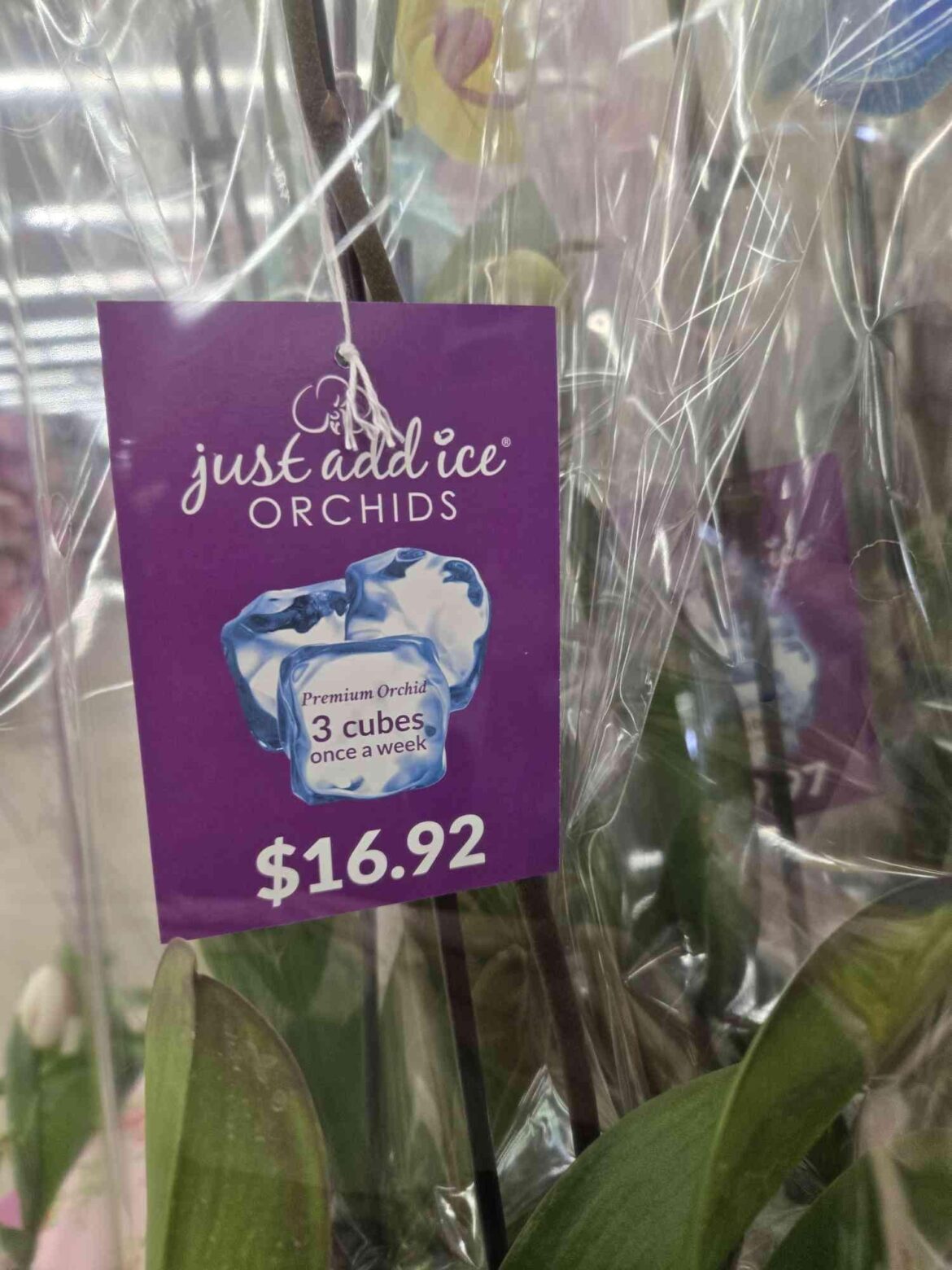 Is 3 ice cubes enough for my Orchids ?