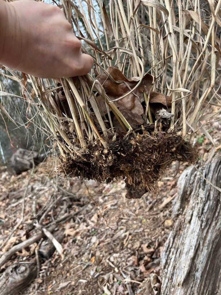 Can someone tell me what happened to my big blue stem? Is it doomed? Southeast, TN