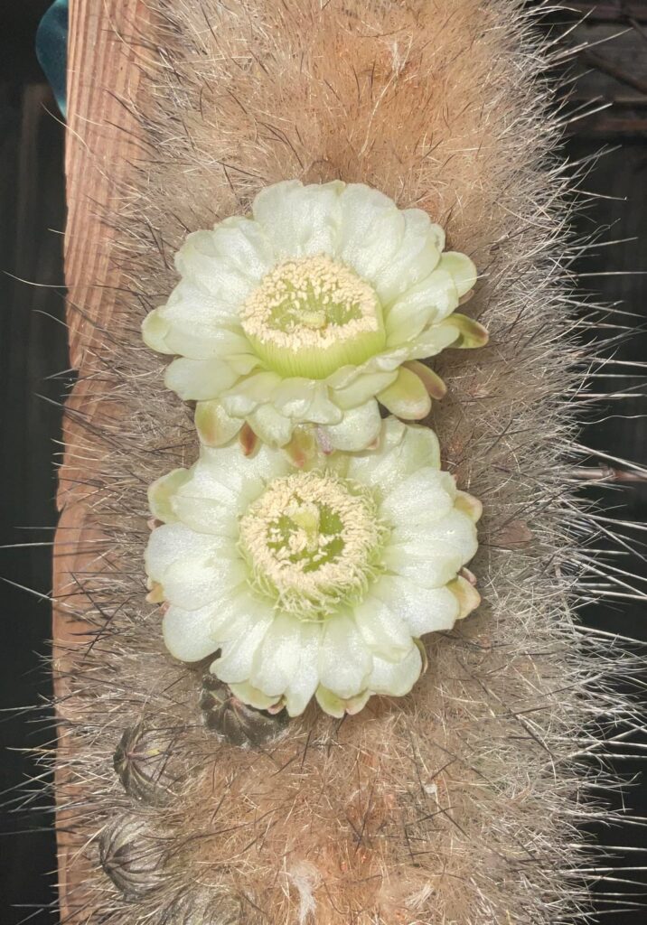 I bought it and it gave flowers!