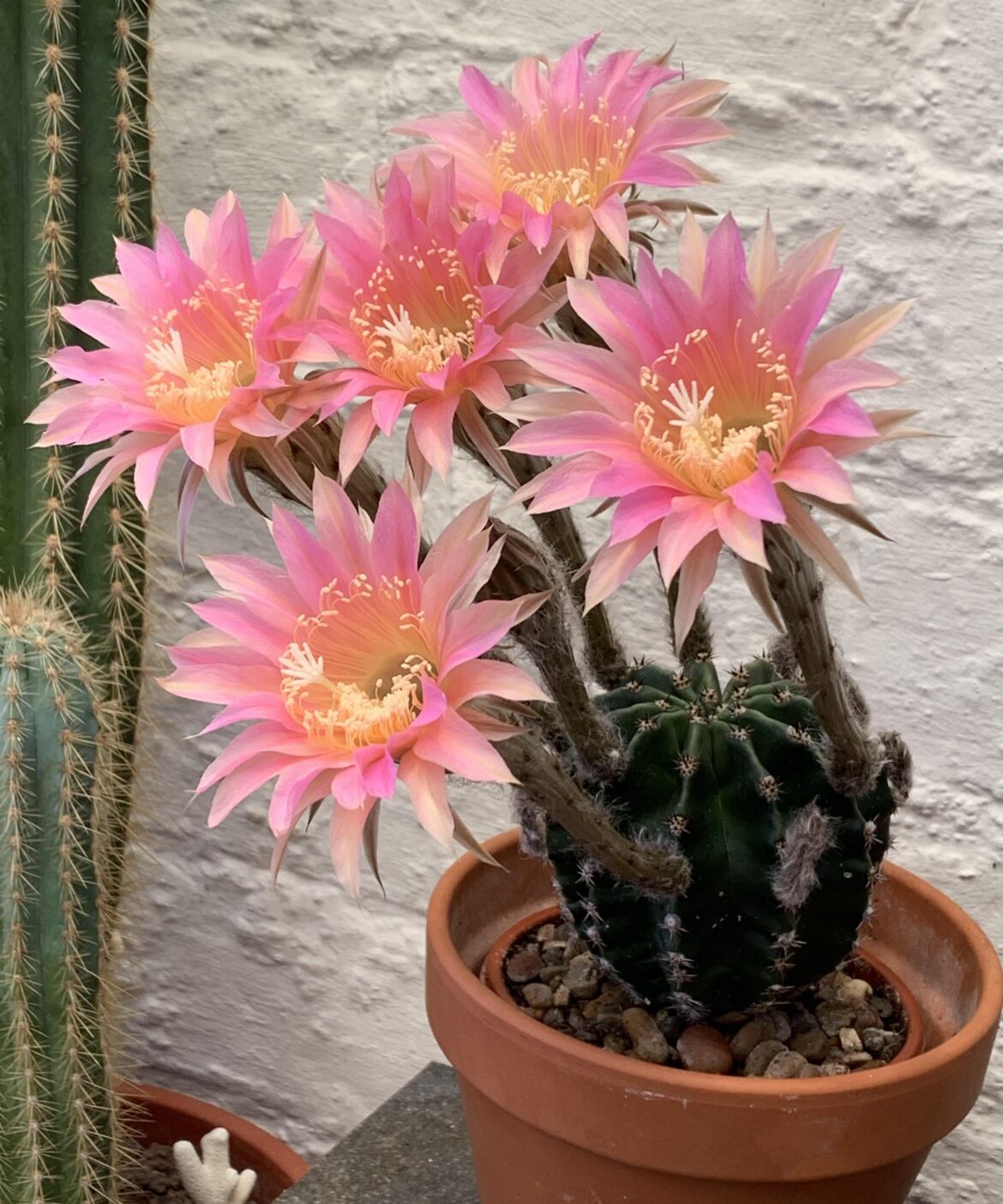 My Echinopsis bouquet