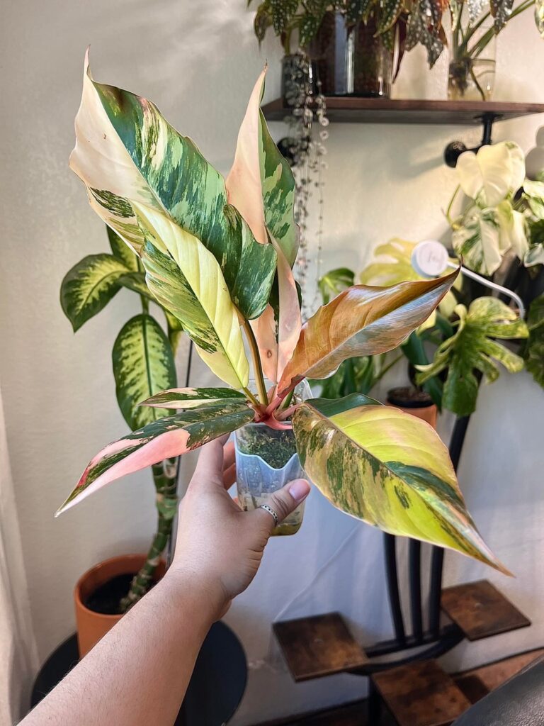 New leaf on my Caramel Marble 🥰