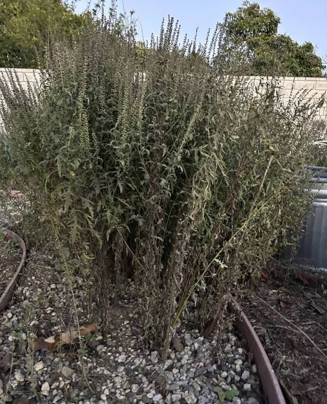 If you've ever gone to war with ragweed, you'll want to check out this gardening advice.