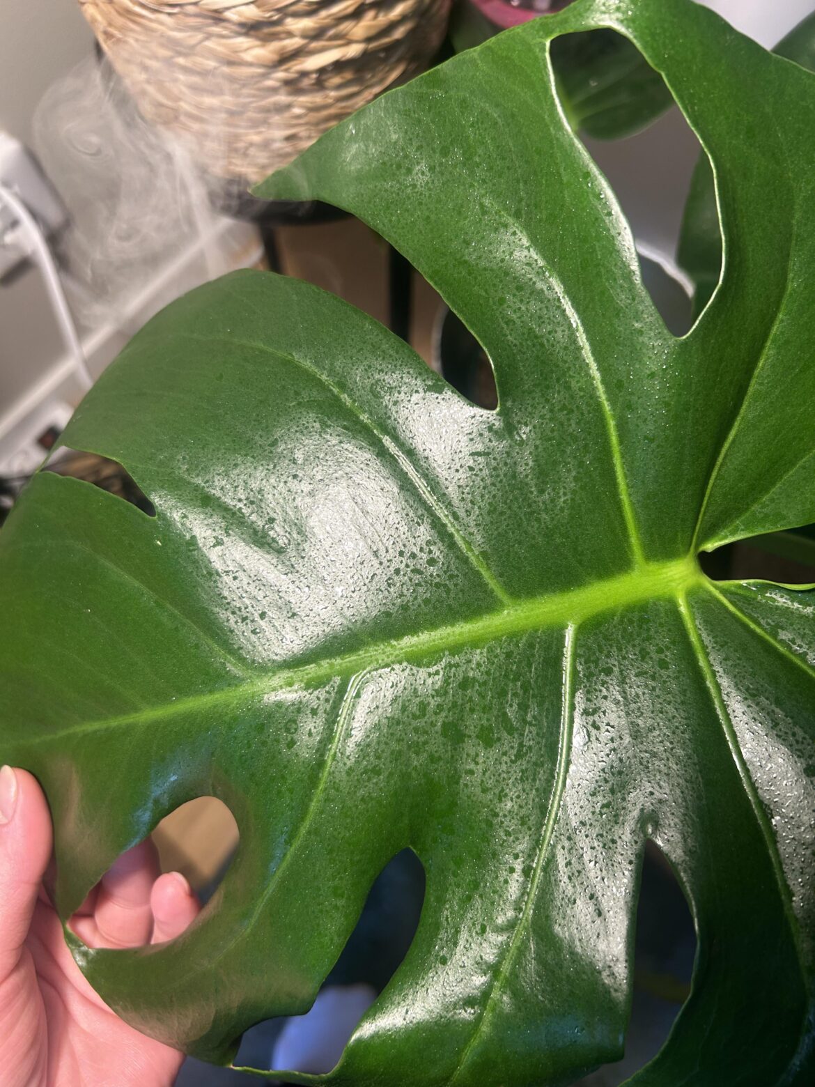 What are these spots on my monstera?