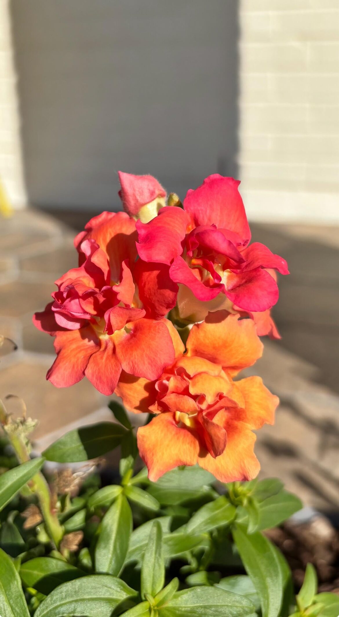 The perfect Snapdragon