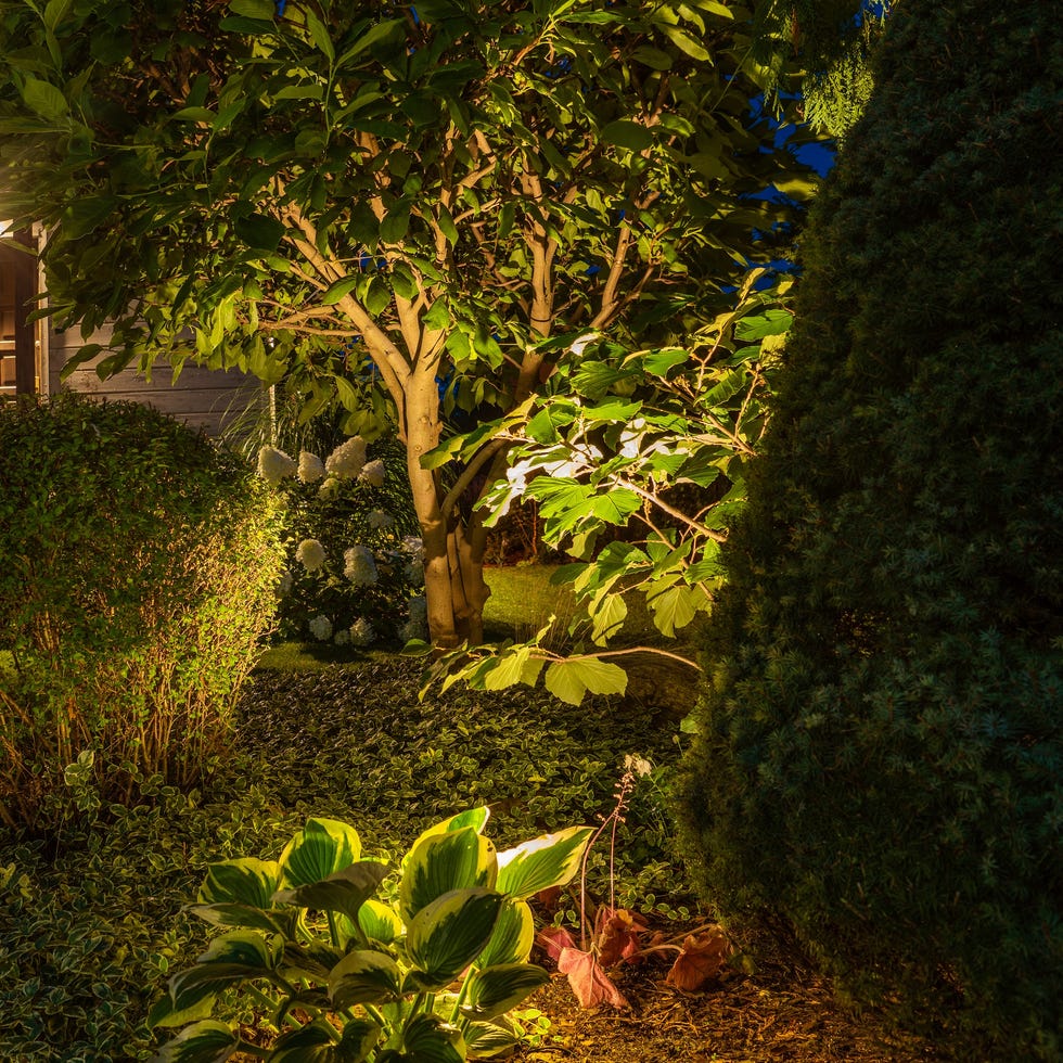 beautifully illuminated backyard of residential house. landscape garden with ambient lighting system installation highlighting plants. wooden shed in the background.