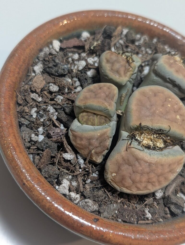 Do nothing until the outer leaves are drier?