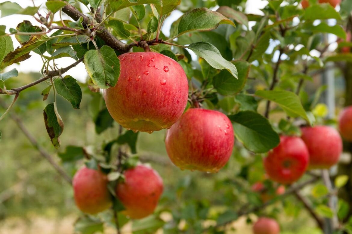 WSU Master Gardeners Host Pruning Workshop