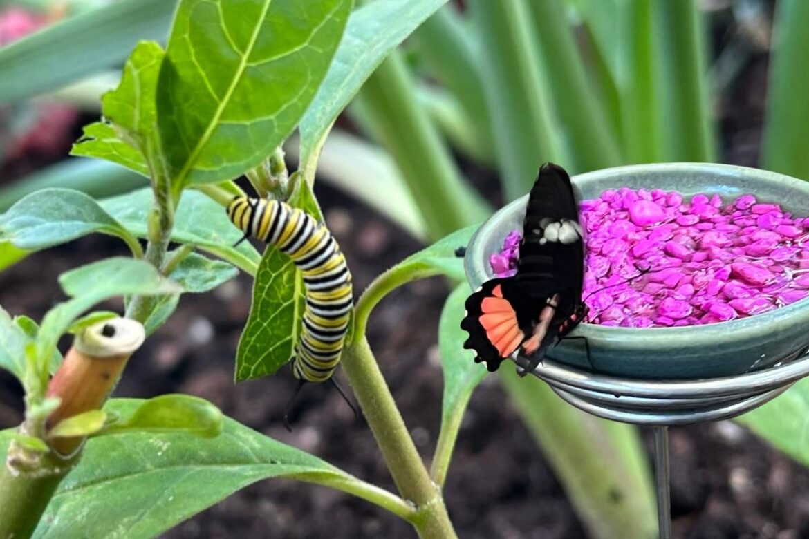 Butterflies Are Blooming at Meijer Gardens Returns For 2026 Butterflies Are Blooming at Meijer Gardens Returns For 2026