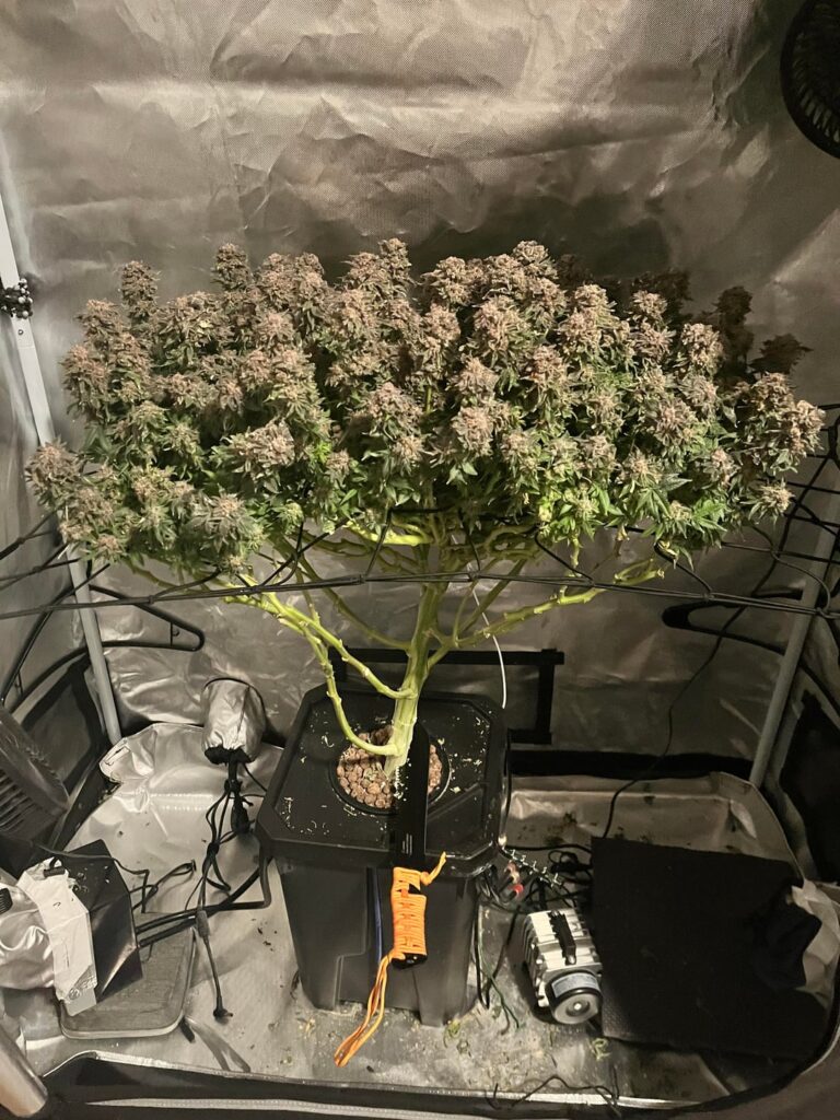 Chop down before work on Vday