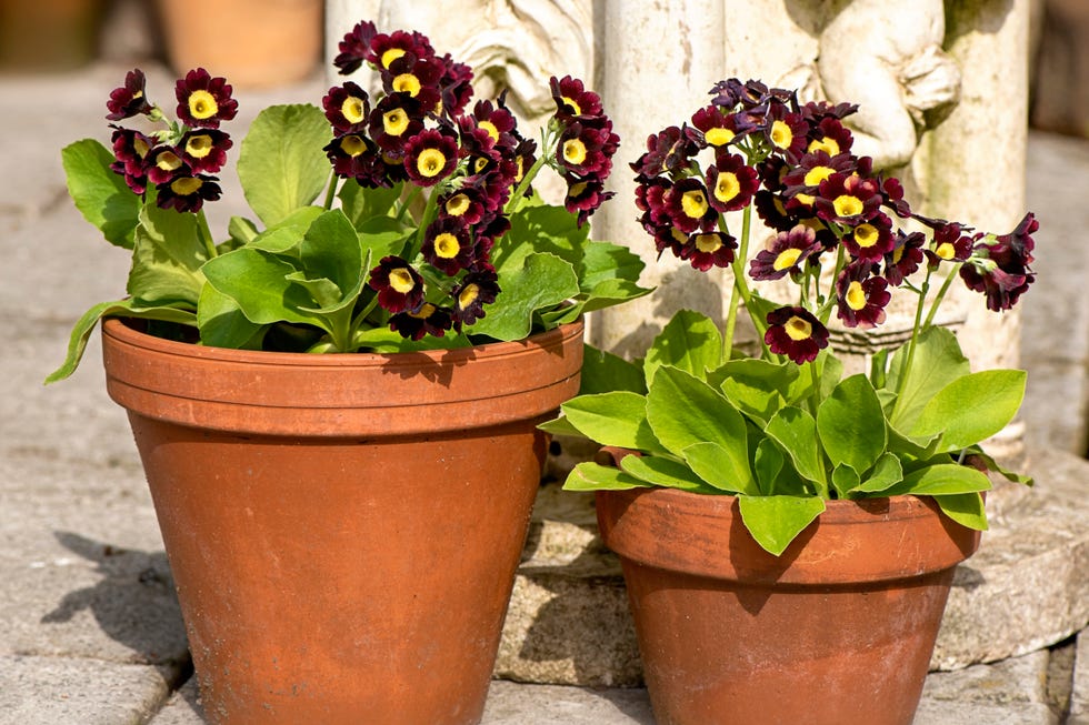 auriculas in pots auriculas in pots