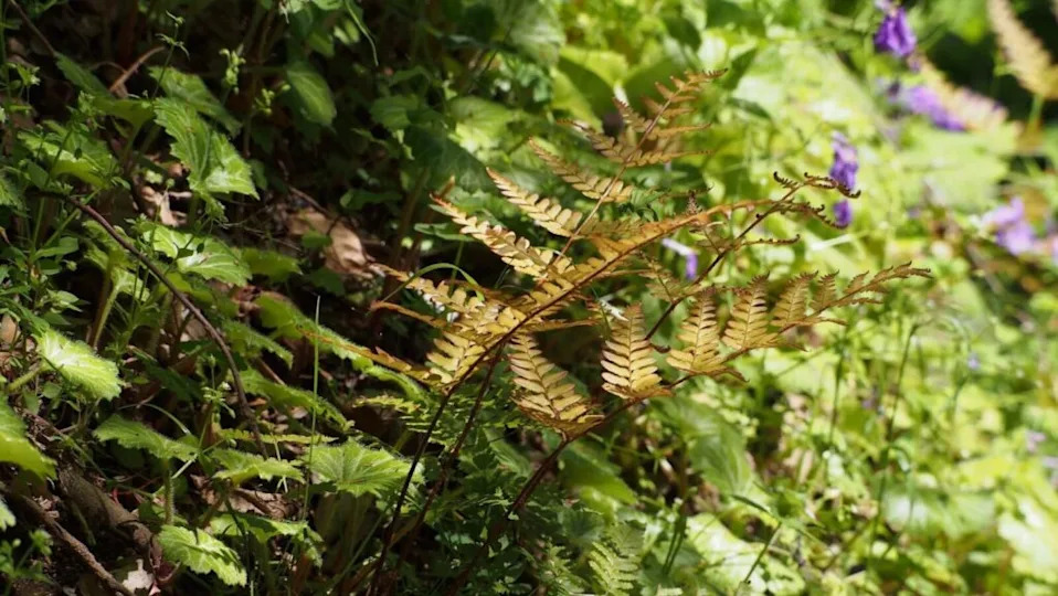 Autumn fern (Dryopteris erythrosora)