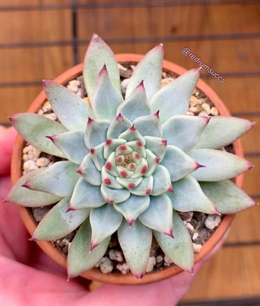 would love some help ID’ing these guys if possible🩷