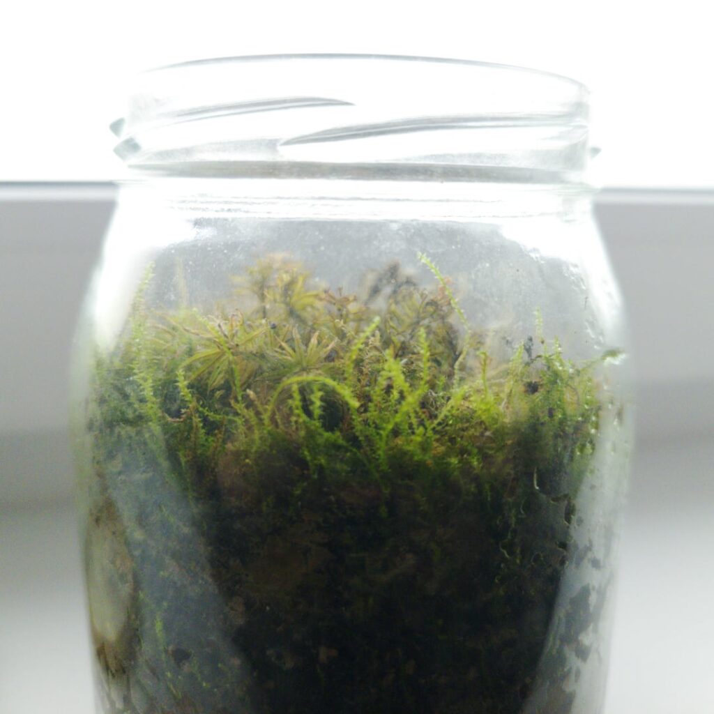 Help please!!! Remove mold from moss terrarium?