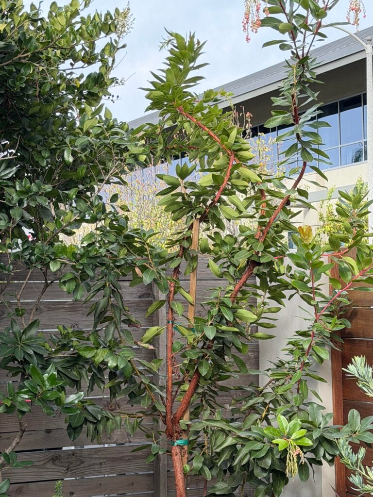 Should I trim my Strawberry tree?