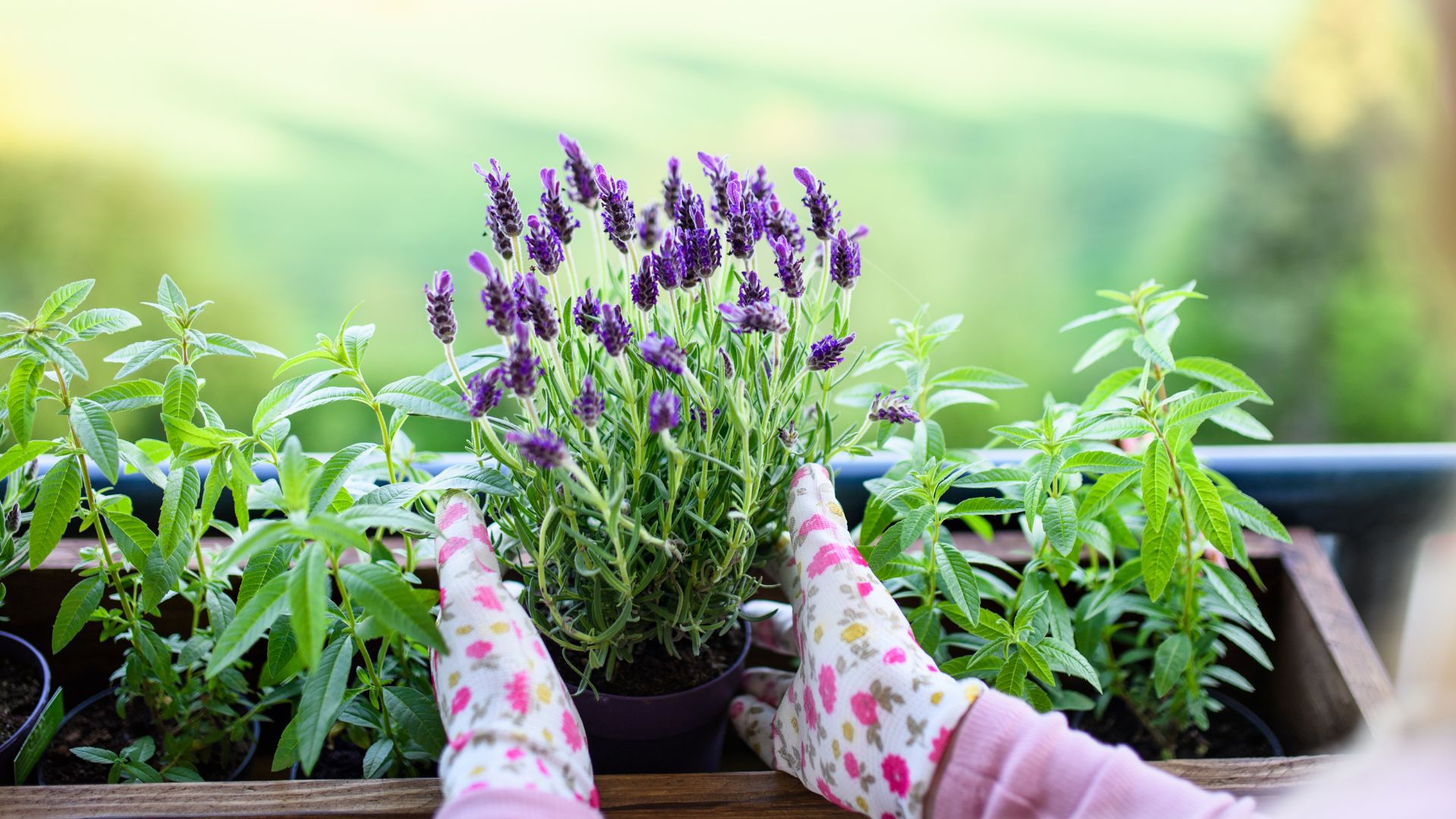 picture of lavender being planted in window box