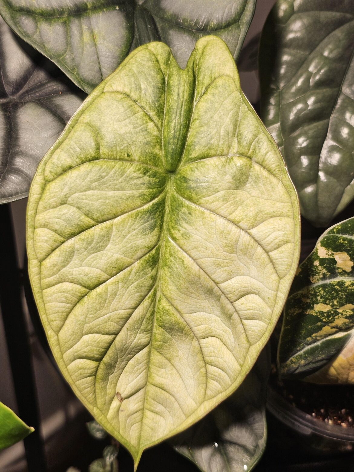 New Leaf