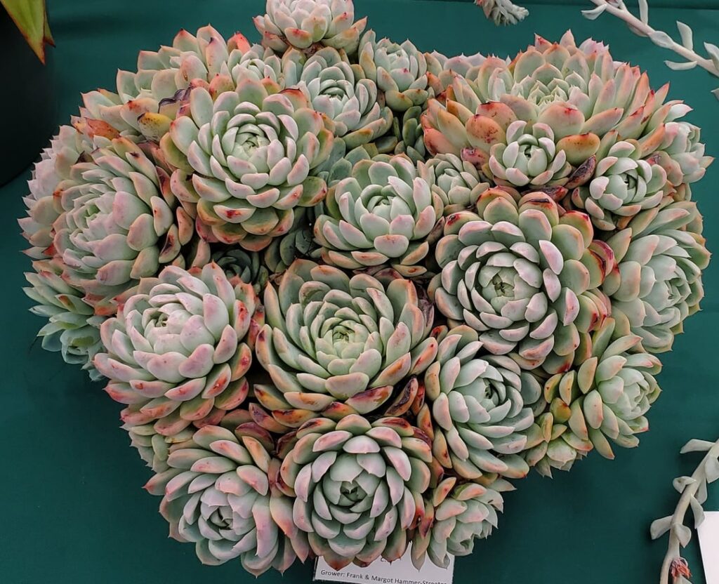 Echeveria cultivar show entry