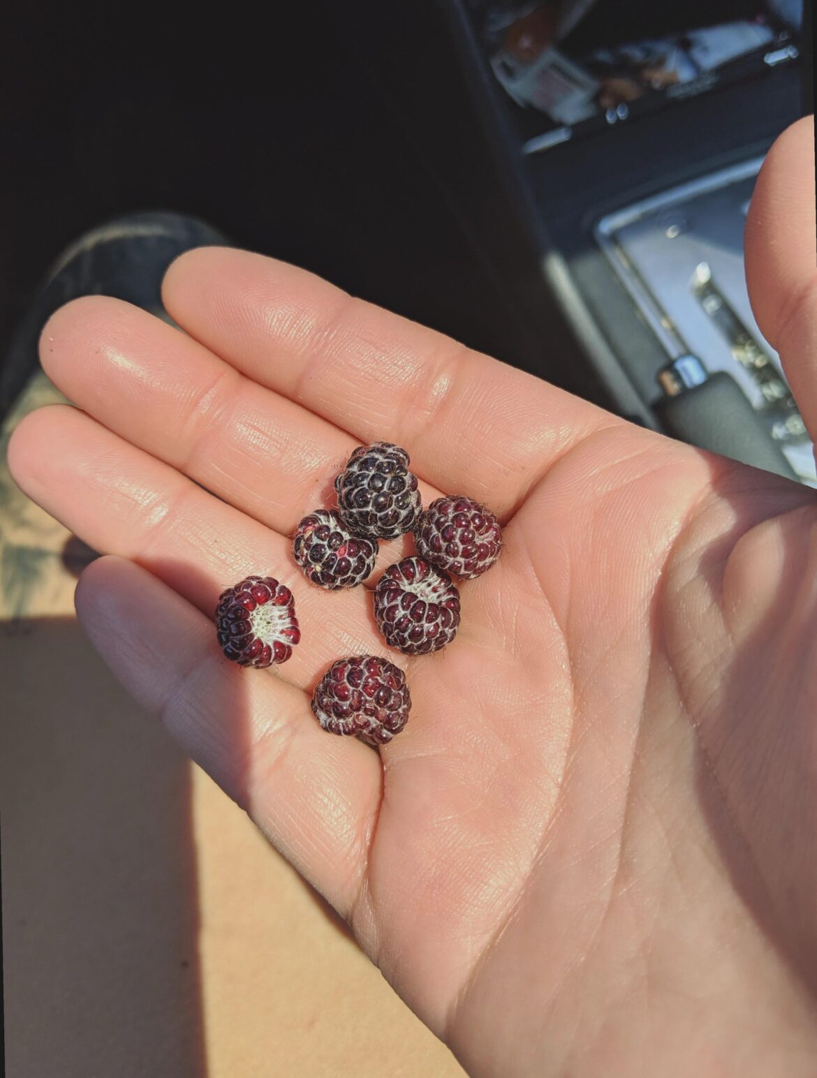 Can anyone ID these?